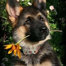 Cross stitch pattern: #1952043