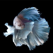 Cross stitch pattern: #1960456