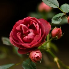 Cross stitch pattern: #1968834