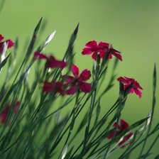 Cross stitch pattern: #1969377