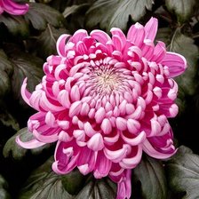 Cross stitch pattern: #1973934