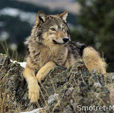 Cross stitch pattern: #1974939