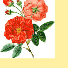 Cross stitch pattern: #1975763