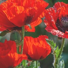 Cross stitch pattern: #1980050