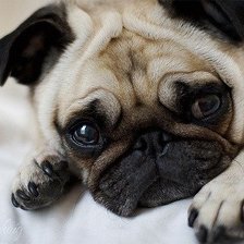 Cross stitch pattern: #1981464