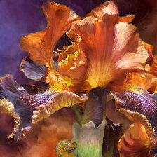 Cross stitch pattern: #1985372