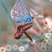 Cross stitch pattern: #1985381