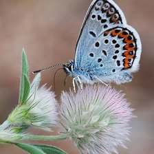 Cross stitch pattern: #1985382