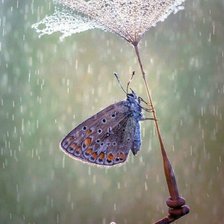 Cross stitch pattern: #1985383