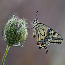 Cross stitch pattern: #1985385