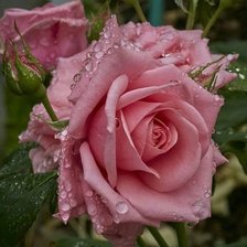 Cross stitch pattern: #1985654