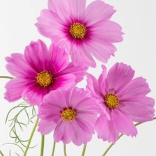 Cross stitch pattern: #1985907