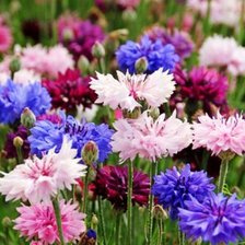 Cross stitch pattern: #1986042