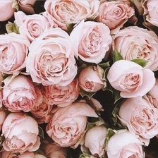 Cross stitch pattern: #1986047