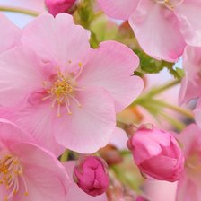 Cross stitch pattern: #1986048