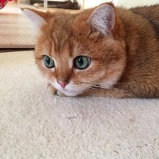 Cross stitch pattern: #1986971