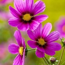 Cross stitch pattern: #1987249