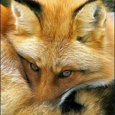 Cross stitch pattern: #1988961