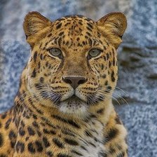 Cross stitch pattern: #1990088