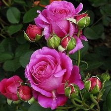 Cross stitch pattern: #1991283