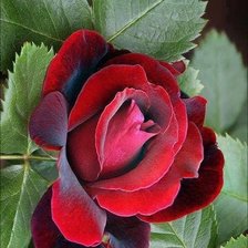 Cross stitch pattern: #1991284