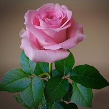 Cross stitch pattern: #1993721