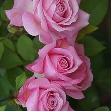 Cross stitch pattern: #1994807