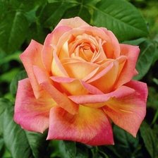 Cross stitch pattern: #1999958