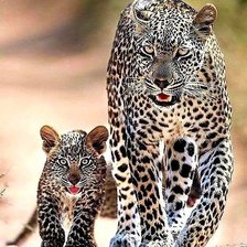 Cross stitch pattern: #2003670