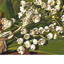 Cross stitch pattern: #2006002