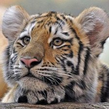 Cross stitch pattern: #2007617