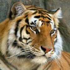 Cross stitch pattern: #2007619