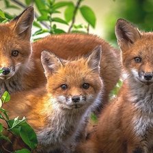 Cross stitch pattern: #2007681