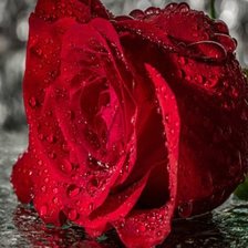 Cross stitch pattern: #2010496