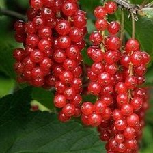 Cross stitch pattern: #2011466