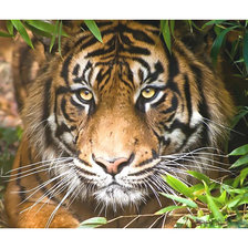 Cross stitch pattern: #2012378