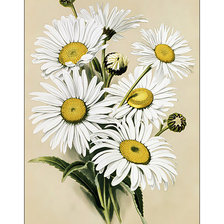 Cross stitch pattern: #2014885