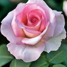 Cross stitch pattern: #2017080