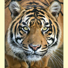 Cross stitch pattern: #2021497