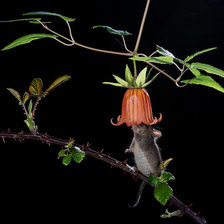 Cross stitch pattern: #2022978