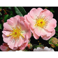 Cross stitch pattern: #2023229