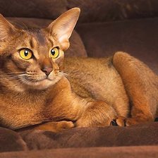 Cross stitch pattern: #2026320