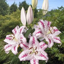 Cross stitch pattern: #2028976