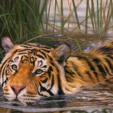 Cross stitch pattern: #2029105