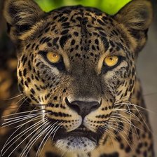 Cross stitch pattern: #2029429