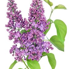 Cross stitch pattern: #2029853