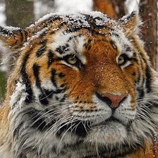 Cross stitch pattern: #2032354