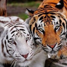 Cross stitch pattern: #2032472