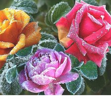 Cross stitch pattern: #2035950