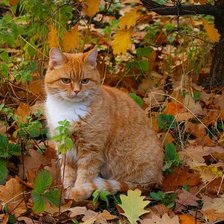 Cross stitch pattern: #2037260